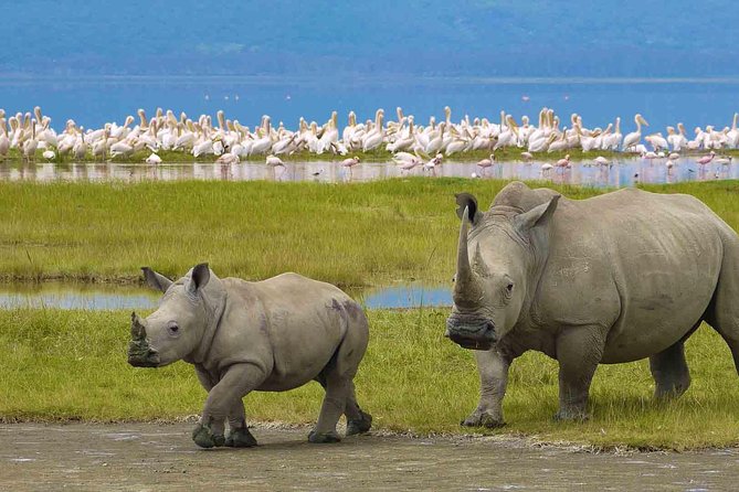 5 Days Tarangire,Serengeti,Ngorongoro&Manyara Camping Safari Tour Tanzania - Safari Itinerary Customization