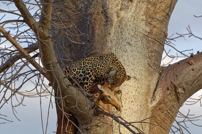 5 Days Tarangire,Serengeti,Ngorongoro&Manyara Camping Safari Tour Tanzania - Safari Group Size Limit