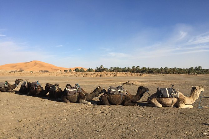 5 Days Tours From Tangier to Chefchaouen, Fez, Merzouga Desert and Marrakech - Meals and Dining