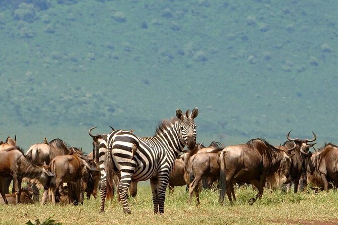 5 Days Under Serengeti Skies Tour - Witnessing the Wildebeest Migration