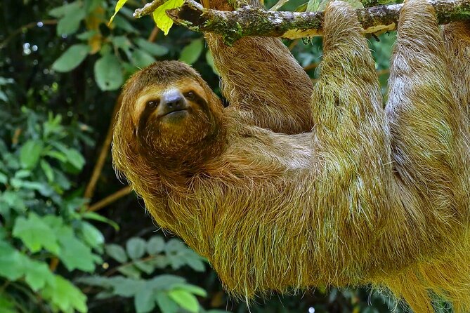 5 Days Wildlife Tour in Drake Bay, Sierpe, Corcovado and Osa - Key Points