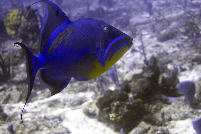 5 Dive Scuba Diving Package in Roatan - Dive Duration and Visibility