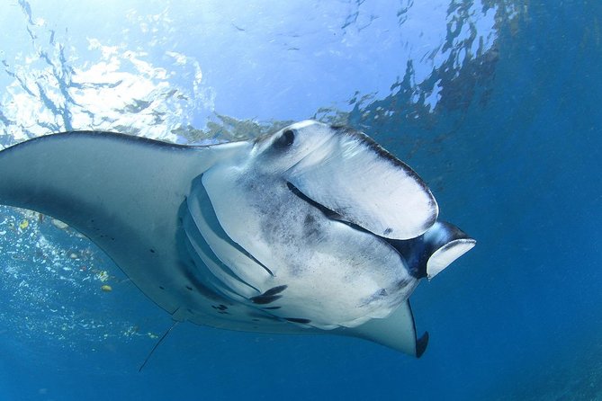 5 Fun Dives in Nusa Lembongan (For Certified Divers) - Swim With a Mola Mola - 5-Dive Package Details