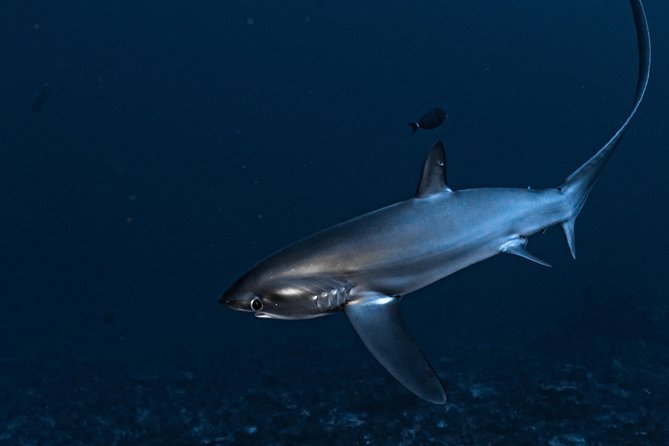 5 Fun Dives in Nusa Lembongan (For Certified Divers) - Swim With a Mola Mola - Included in the Package
