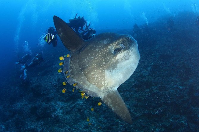 5 Fun Dives in Nusa Lembongan (For Certified Divers) - Swim With a Mola Mola - Meeting Point and Pickup