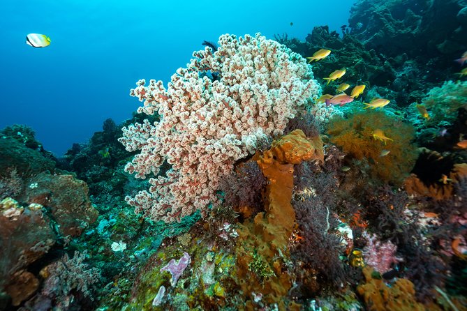 5 Fun Dives in Pemuteran (For Certified Divers) - Exploration in Menjangan Park - Health and Accessibility Guidelines