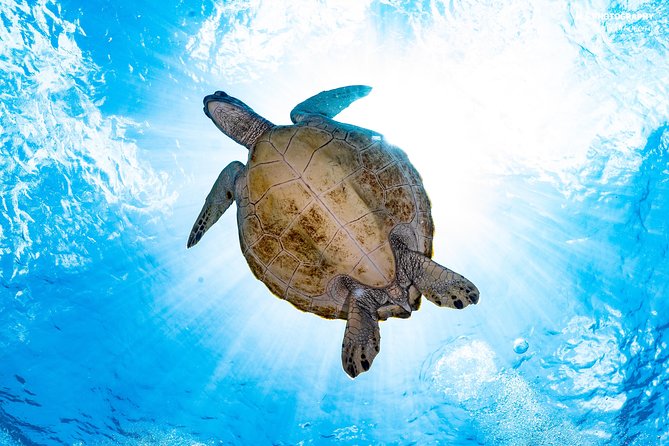 5 Fun Dives in Pemuteran (For Certified Divers) - Exploration in Menjangan Park - Booking and Cancellation Policy