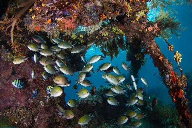 5 Fun Dives in Tulamben (For Certified Divers) - Discover Famous Diving Sites - Transportation and Accommodation Options