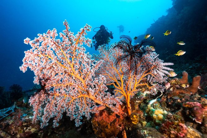 5 Fun Dives in Tulamben (For Certified Divers) - Discover Famous Diving Sites - Booking Confirmation and Group Size
