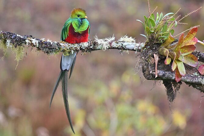5-Hour Birdwatching and Photography Tour in Monteverde - Key Points