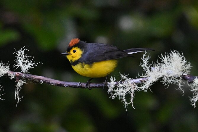 5-Hour Birdwatching and Photography Tour in Monteverde - Meeting Details