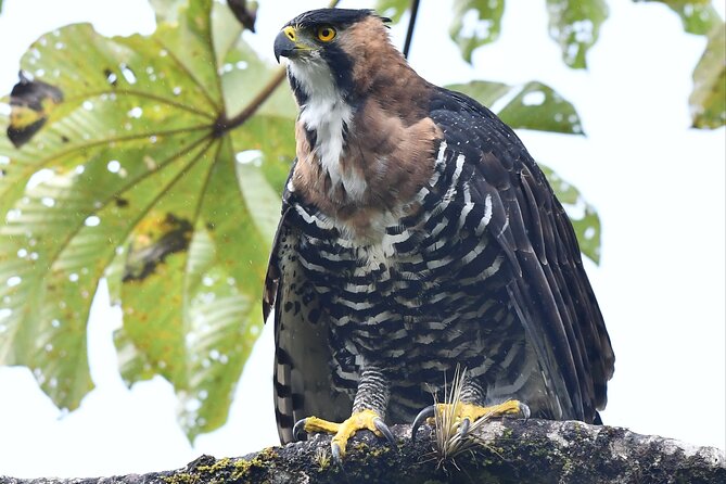 5-Hour Birdwatching and Photography Tour in Monteverde - Exploring Reserves and Farms