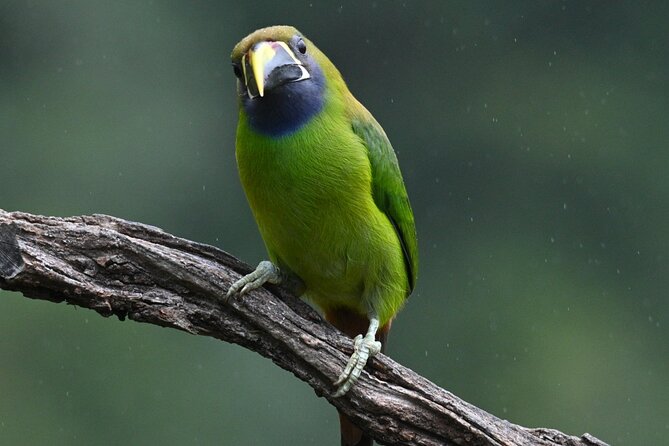 5-Hour Birdwatching and Photography Tour in Monteverde - Location and Attractions