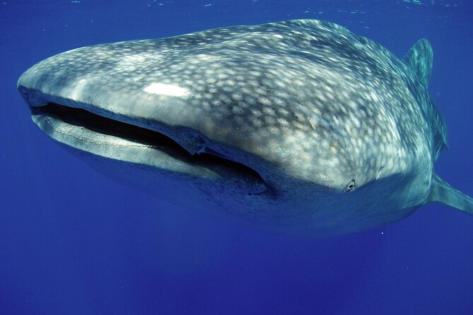 5 Hour Kona Private Boat Charter - Meeting and Pickup Details