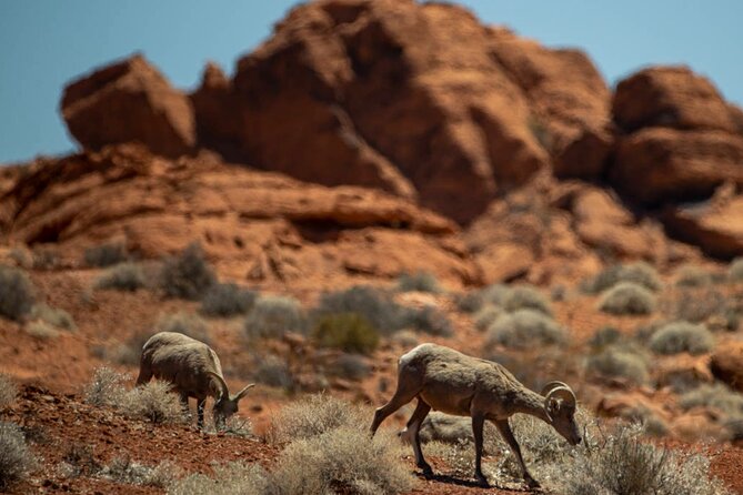 5 Hour Las Vegas Off-Road Secrets: Self Drive Jeep Adventure - Discovering Hidden Gems