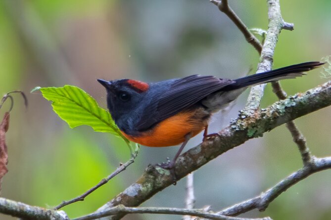 5-Hour Private Birdwatching Experience in San Juan La Laguna - Accessibility and Participation