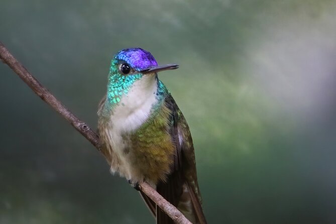 5-Hour Private Birdwatching Experience in San Juan La Laguna - Recap