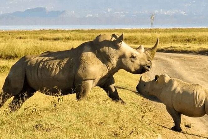 5 Hour Private Tour Nairobi National Park Or Evening Game Drive - Customer Feedback