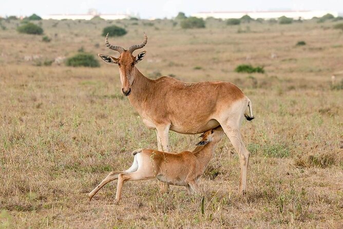 5 Hour Private Tour Nairobi National Park Or Evening Game Drive - Booking Information