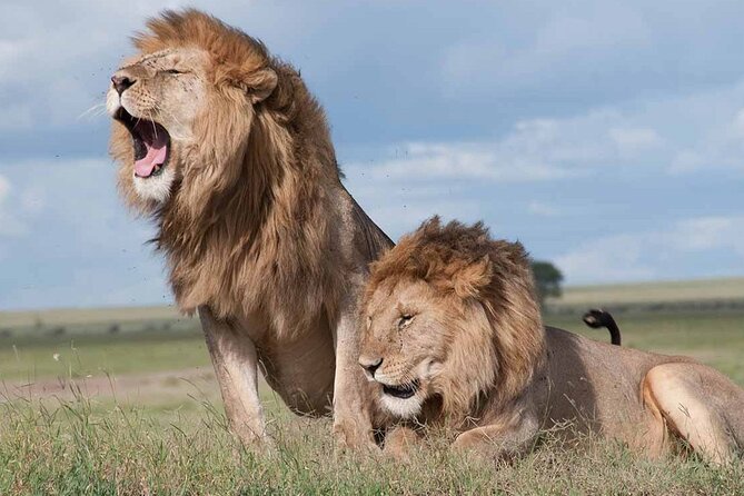 5 Hour Private Tour Nairobi National Park Or Evening Game Drive - Recommended by Travelers