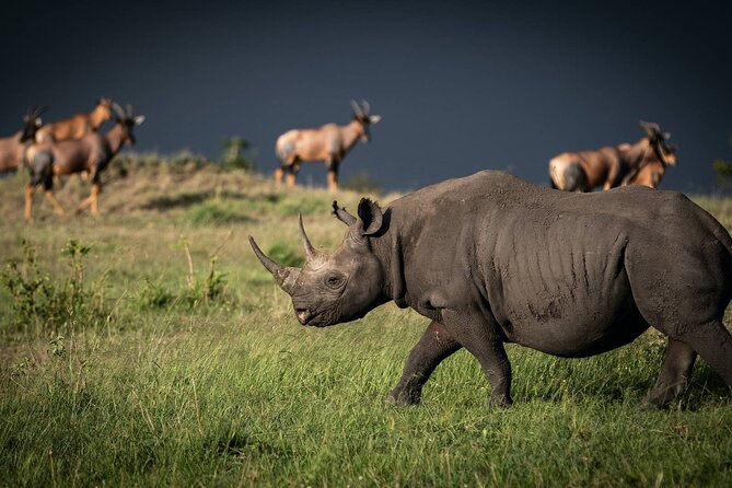5 Hour Private Tour Nairobi National Park Or Evening Game Drive - Badge of Excellence