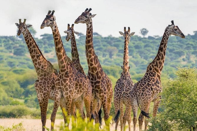 5 Hour Private Tour Nairobi National Park Or Evening Game Drive - Price and Availability