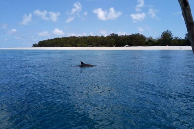 5-Hour Snorkeling, Swimming With Dolphins and Sea Turtles Aquarium - Key Points
