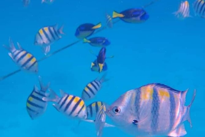 5-Hour Snorkeling, Swimming With Dolphins and Sea Turtles Aquarium - Excursion to Mnemba Atoll