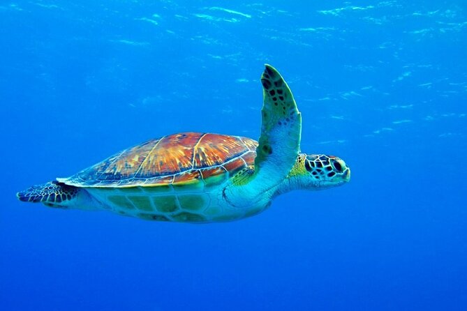 5-Hour Snorkeling, Swimming With Dolphins and Sea Turtles Aquarium - Tour Reviews and Quality
