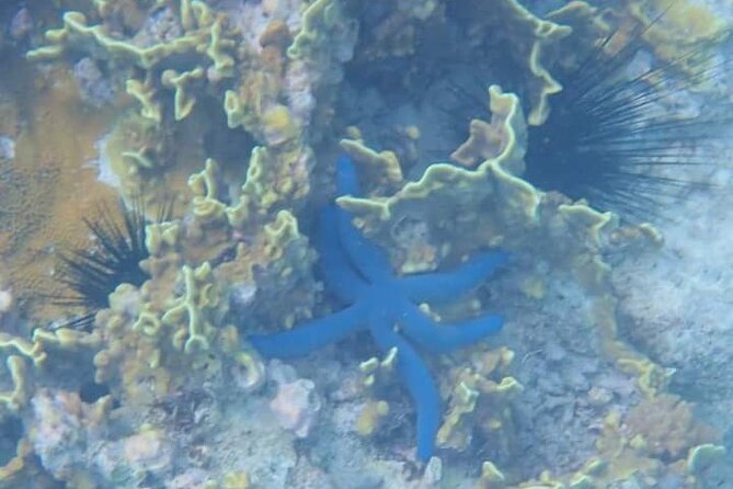 5-Hour Snorkeling, Swimming With Dolphins and Sea Turtles Aquarium - Included Amenities and Gear
