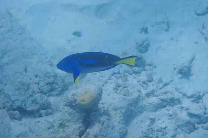 5-Hour Snorkeling, Swimming With Dolphins and Sea Turtles Aquarium - Booking and Availability Details