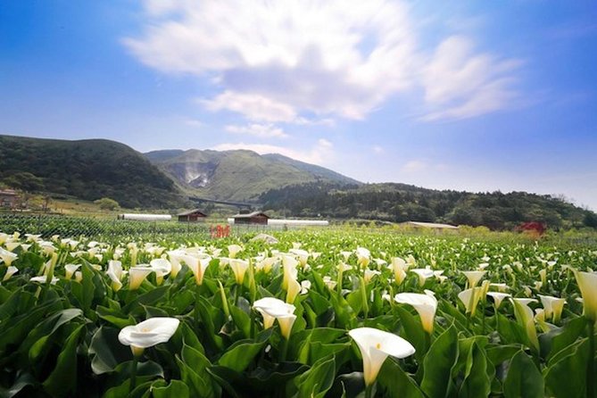 5-Hour Vegetarian Private Tour - Visit Yangmingshan and Taste Veggie Cuisine - Inclusions and Important Information