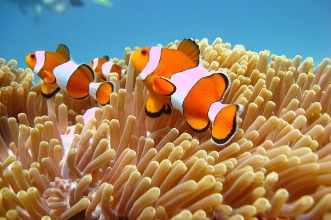 5 Hours Bali Blue Lagoon Snorkeling Tour Including Tanjung Jepun - Good To Know