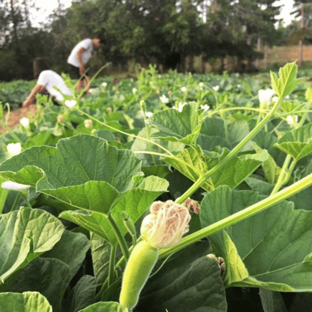 5-Hours Farmstay Experience - Frequently Asked Questions
