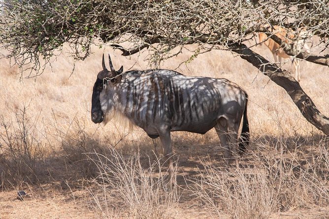 5 Hours Nairobi National Park Private Tour - Key Points