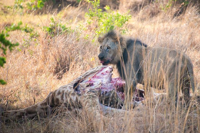 5 Hours Nairobi National Park Private Tour - Highlights of the Tour