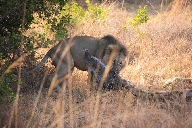 5 Hours Nairobi National Park Private Tour - Inclusions and Exclusions