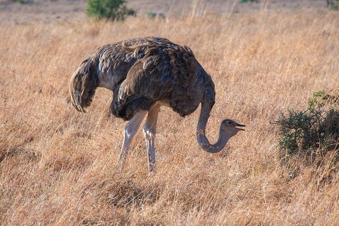 5 Hours Nairobi National Park Private Tour - Additional Information