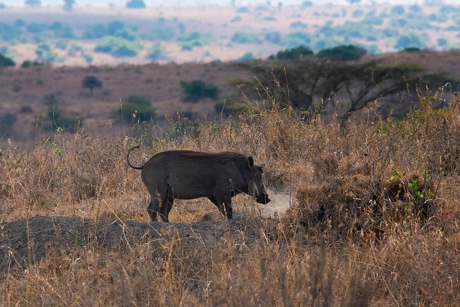 5 Hours Nairobi National Park Private Tour - Customer Feedback