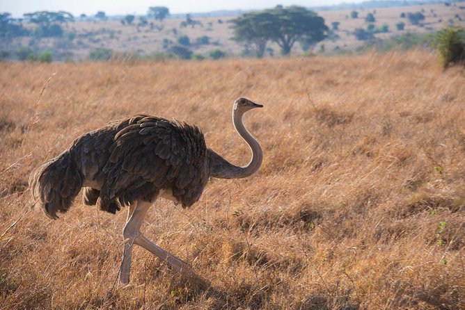 5 Hours Nairobi National Park Private Tour - Host Response