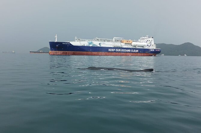 5 Hours Whale Watching Experience From Panama City - Location and Availability
