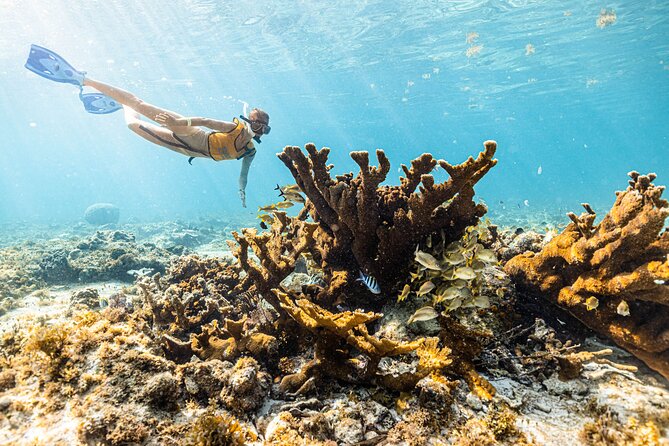 5-In-1 Cancun Snorkeling Tour:Swim With Turtles, Reef, Musa,Shipwreck and Cenote - Snorkeling at the Shipwreck Site