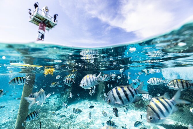 5 in 1 Snorkeling Boat Experience in Cancun - Snorkeling Highlights