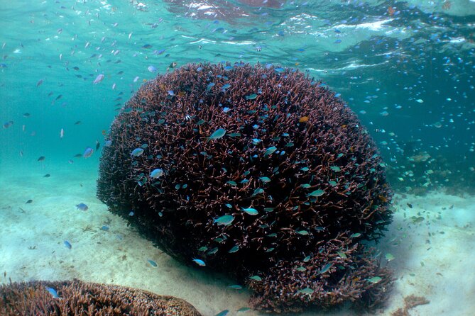 5 Night Ningaloo Reef Ningaloo Escape From Coral Bay - Secluded Beaches in Protected Reef