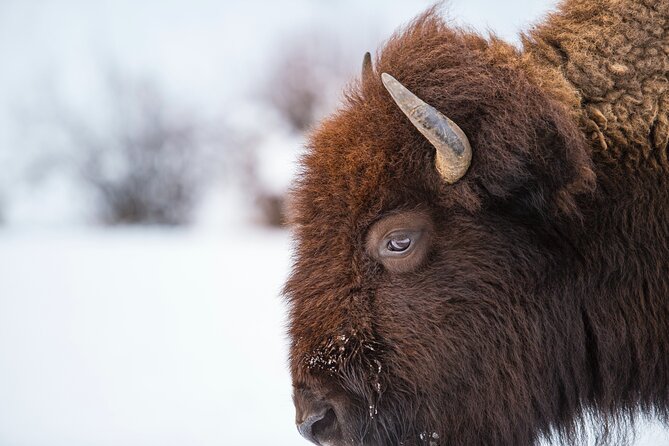 5 Person Full Day PRIVATE Yellowstone Tour- Picnic, Binoculars, Scope, Huge Van - Accessibility