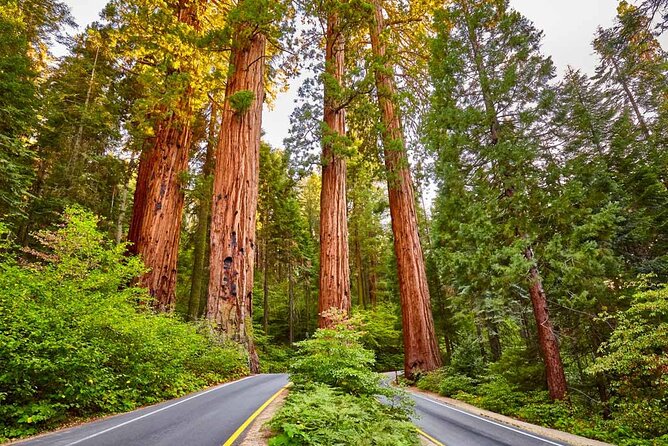 5 Star Rated Sequoia National Park Tour - Key Points