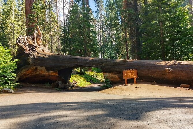 5 Star Rated Sequoia National Park Tour - Meeting and Pickup