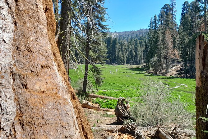5 Star Rated Sequoia National Park Tour - Traveler Feedback