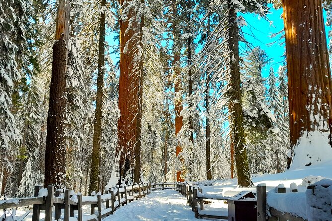5 Star Rated Winter Private Tour in Sequoia - Highlights of the Tour Experience