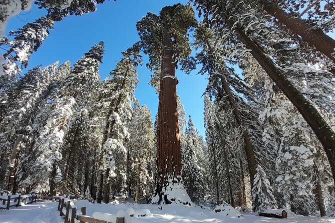 5 Star Rated Winter Private Tour in Sequoia - Sequoia and Kings Canyon National Parks